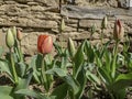 Tulip flower in red. Isolated transparent png attached Royalty Free Stock Photo