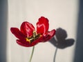 Tulip flower in red. Semi transparent shadow behind Royalty Free Stock Photo