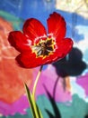 Tulip flower in red. Semi transparent shadow behind Royalty Free Stock Photo