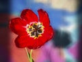 Tulip flower in red. Semi transparent shadow behind Royalty Free Stock Photo