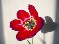 Tulip flower in red. Semi transparent shadow behind Royalty Free Stock Photo