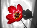 Tulip flower in red. Semi transparent shadow behind Royalty Free Stock Photo