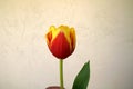 Tulip flower