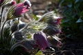 Spring flower with dense white hair called pasque flower Pulsatilla vulgaris Rubra buds and leaves in clump on flowerbed of sun Royalty Free Stock Photo