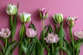 tulip, flower, spring, tulips, bouquet, pink, nature, isolated, blossom, bloom, beauty, red, white, purple, plant, floral, gift, Royalty Free Stock Photo