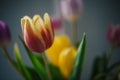 tulip flower on the table Royalty Free Stock Photo