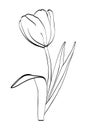 Tulip flower with three leaves - black outlines