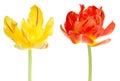 Tulip flower tulips bulbs flowers Royalty Free Stock Photo