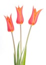 Tulip flower tulips bulbs flowers Royalty Free Stock Photo