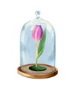 Tulip flower under the glass cover.