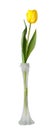 Tulip flower in vase, isolated Royalty Free Stock Photo