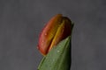 Tulip flower in the water droplets and green leaf Royalty Free Stock Photo