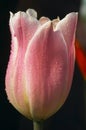 Tulip flower with water drops