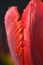 Tulip flower with water drops