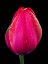 Tulip flower in water drops isolated on black close-up. purple tulip bud Royalty Free Stock Photo