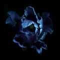 Tulip flower with water drops under Ultraviolet light on a dark background. UV, fluorescent Royalty Free Stock Photo