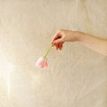 Tulip flower in woman hand on neutral beige linen textile background, aesthetic minimal spring floral card, greeting
