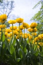 Tulip flowerbed