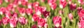 Tulip flowerbed. Garden background. Park with many flowers
