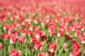 Tulip flowerbed. Garden background. Park with many flowers