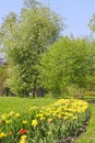 Tulip flowerbed in the park