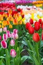 Tulip flowerbed, red, yellow, pink flowers