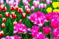 Tulip flowerbed, red, yellow tulips in the garden Royalty Free Stock Photo