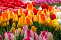 Tulip flowerbed, red, yellow, white close-up Royalty Free Stock Photo