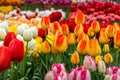 Tulip flowerbed, red, yellow, white close-up Royalty Free Stock Photo