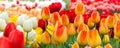 Tulip flowerbed, red, yellow, white panorama Royalty Free Stock Photo