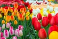 Tulip flowerbed, red, yellow, white panorama Royalty Free Stock Photo