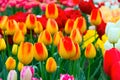 Tulip flowerbed, red, yellow, white panorama Royalty Free Stock Photo