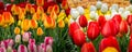 Tulip flowerbed, red, yellow, white panorama