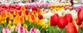 Tulip flowerbed, red, yellow, white panorama Royalty Free Stock Photo