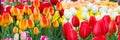 Tulip flowerbed, red, yellow, white panorama Royalty Free Stock Photo
