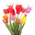 Tulip flowers Royalty Free Stock Photo