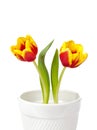 Tulip flowers