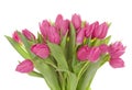 Tulip flowers