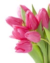 Tulip flowers Royalty Free Stock Photo