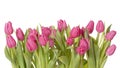 Tulip flowers