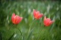 Tulip flowers