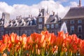 Tulip flowers against Binnenhof castle Dutch Parliament background, city centre of Hague Den Haag, Netherlands