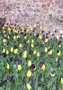 Tulip Flowers against Old Brick Wall Royalty Free Stock Photo