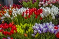 Tulip flowers in Amsterdam market Royalty Free Stock Photo