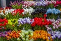Tulip flowers in Amsterdam market Royalty Free Stock Photo
