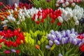 Tulip flowers in Amsterdam market Royalty Free Stock Photo