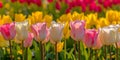 Tulip flowers background Royalty Free Stock Photo