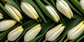 Tulip flowers background Royalty Free Stock Photo