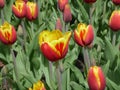 Tulip flowers in bed with bright orange petals. Dual colored flowers of red and yellow Royalty Free Stock Photo
