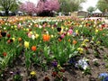 Tulip flowers in bed with bright orange petals. Extremely diverse and colorful bed full of tulips and flowers. Bee-friendly blooms Royalty Free Stock Photo
